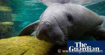 Sharp rise in Florida manatee deaths as algal blooms hasten food depletion - The Guardian