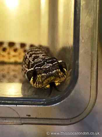 Shock for Acton family as snake turns up in their garden