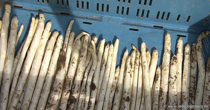 Spargelsaison in Franken bisher durchwachsen.