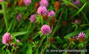 Per ottenere un prato bello e rigoglioso che tutti copieranno l’incredibile strategia da seguire è prop ... - Proiezioni di Borsa