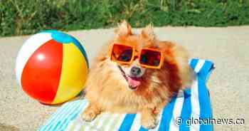 Calgary weather: heat wave in the forecast this week