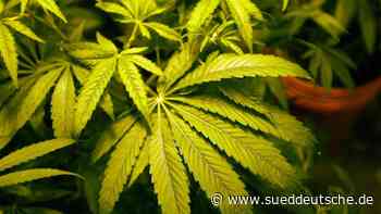 Amtsgericht Starnberg: Marihuana gegen Schmerzen - Süddeutsche Zeitung