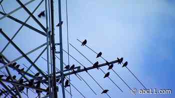 H10N3 bird flu reported in human in China, a possible 1st