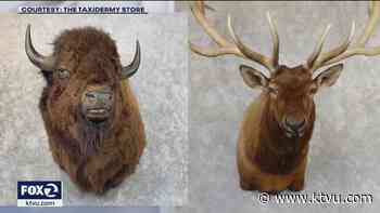 San Bruno couple says mountain lion broke into home - a cat burglar - KTVU San Francisco