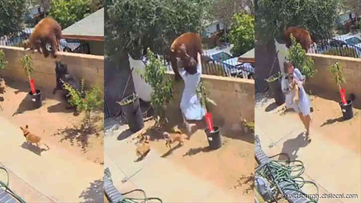 VIDEO: Teenage Girl Fights Off Large Mother Bear In Yard To Rescue Dogs