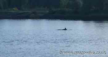 Watch as 'dolphins' spotted swimming in the River Clyde near Erskine Bridge - Glasgow Live