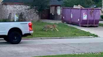 Tiger missing in Houston turned in to authorities, police say - CNN