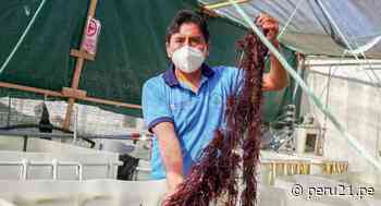 Pescadores artesanales elaboran productos sobre la base de yuyo y algas marinas - Diario Perú21