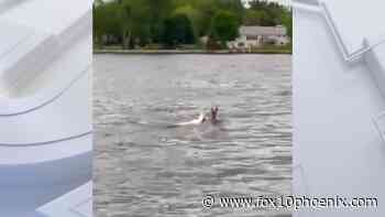 Rare albino deer spotted swimming in Lake Poygan in Wisconsin - FOX 10 News Phoenix