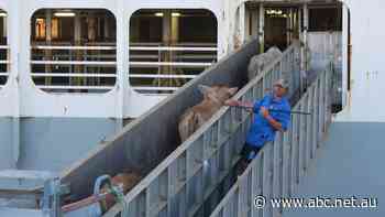 One of Australia's biggest live export companies goes into administration