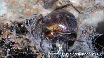 Brits warned over false widow spider bites that could lead to hospitalisation