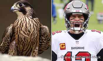 Falcons have natural 'eye makeup' that improves their targeting ability