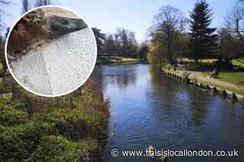 Concerns for wildlife after second shooting at Beddington Park