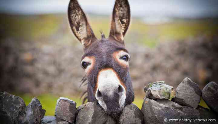 Biodiversity boost with a mule kick!