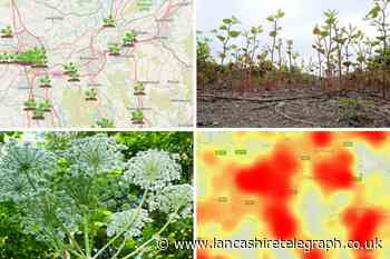 East Lancashire’s Japanese Knotweed and Giant Hogweed hotspots