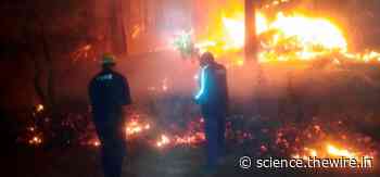 Forest Survey Flagged More Fires This Year Than Last. What of Forest Dwellers? - The Wire Science