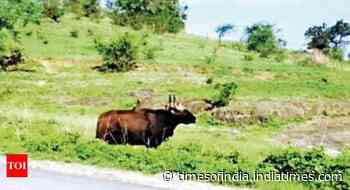 Rescuers help shepherd Indian bison into forest in Mulshi taluka - Times of India