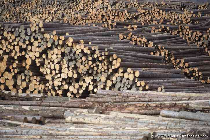 B.C. lays out plans for 'modernizing' regulation of the forest industry - Pique Newsmagazine