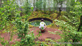 This haunting forest offers hope in the face of climate change - Fast Company