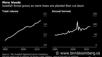 Cutting Down Trees Can Help Save Climate in Forest Industry Math - BNN