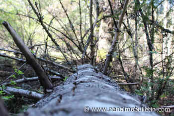 LETTER TO THE EDITOR: Trees dying part of forest's cycle – Nanaimo News Bulletin - Nanaimo Bulletin