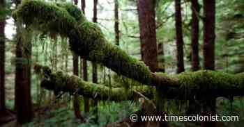 B.C. timber agency didn't adequately protect old forest on Vancouver Island: watchdog - Times Colonist