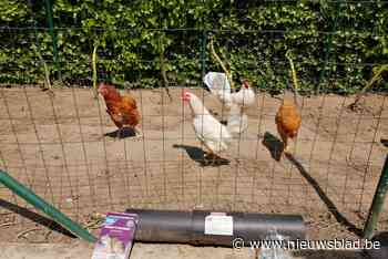 Rattenplaag in diverse wijken