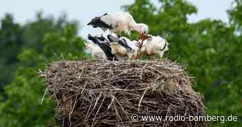 In Leucherhof bei Baunach im Landkreis Bamberg hat es sich ein Storch auf dem Mast eines Baukrans gemütlich gemacht.