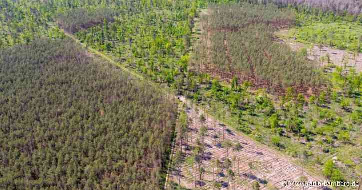 Klöckner kündigt Klima-Prämien für Waldbesitzer an