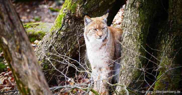 Luchs im Nürnberger Tiergarten ausgebrochen