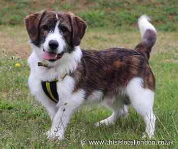 Harefield dog rehoming centre to reopen for visitors