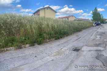 Isernia, erba alta a San Lazzaro: i residenti protestano e chiedono interventi immediati - isnews