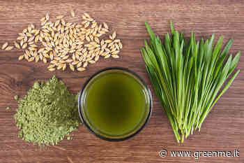 L’erba d’orzo: le proprietà e gli incredibili benefici, persino sui capelli - greenMe.it