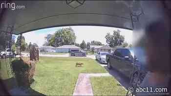 Mom accidentally shoots her 5-year-old son while trying to target loose dog, Houston police say