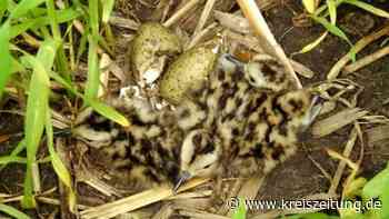 Unterstützung für Sympathieträger: Nabu Sulingen schützt Brachvogel-Gelege - kreiszeitung.de