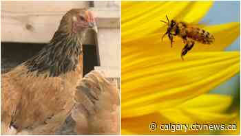 Hens and bees allowed under new Calgary pet bylaw, number of cats and dogs limited per household - CTV Toronto
