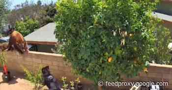 See teen girl save her dogs from a bear: 'Push an apex predator, man'     - CNET