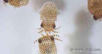 How to watch SpaceX launch squid, tardigrades to ISS for NASA Thursday     - CNET