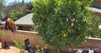 See teen girl save her dogs from a bear: 'Push an apex predator, man'     - CNET