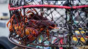 Australian lobsters back on the menu as Chinese 'grey trade' fires up again