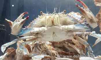 Half male, half female blue crab found in Maryland bay is 'true cellular abnormality'