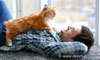 Cats: Scientists reveal the FIVE kinds of relationships between felines and their owners