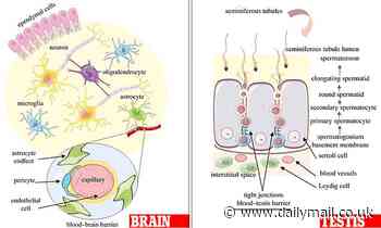 Men's brains have similar genes and proteins commonly found in testicles study finds