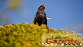 Alice Bonifacio on listening to the birds in Hackney - Hackney Gazette