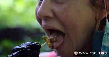 As cicadas show up in meals, FDA urges caution for those with seafood allergies     - CNET