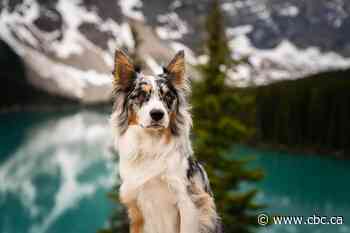 Find out how this Calgary dog trainer made her dog Instagram famous