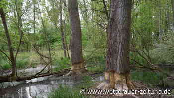 Biber-Bauwerk in Karben lässt Pfadfinderlager versumpfen: „Wollen Tiere nicht verjagen“ - Wetterauer Zeitung