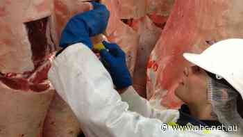 Global meat company restarts operations after cyber attack