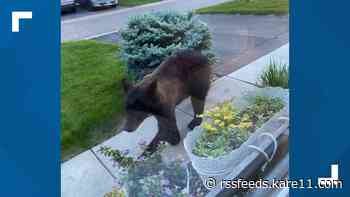 Don't feed the bear: After sightings, Chaska officials ask people to remove food sources
