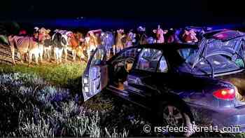 Cows credited for helping to end Wisconsin car chase